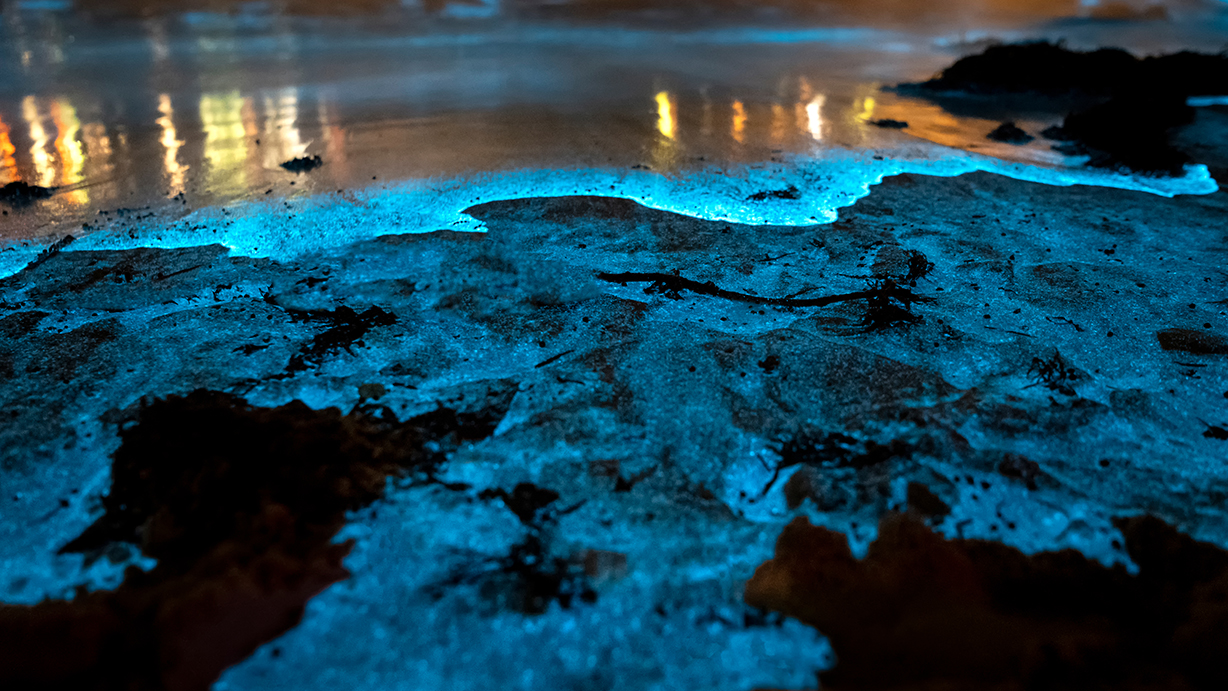 Bioluminiscencia en el mar de las Islas Cíes Naviera de las Rías Gallegas