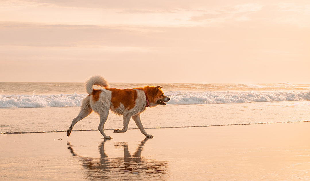 Islas Cíes con perro: ¿se puede o no?