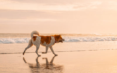 Islas Cíes con perro: ¿se puede o no?