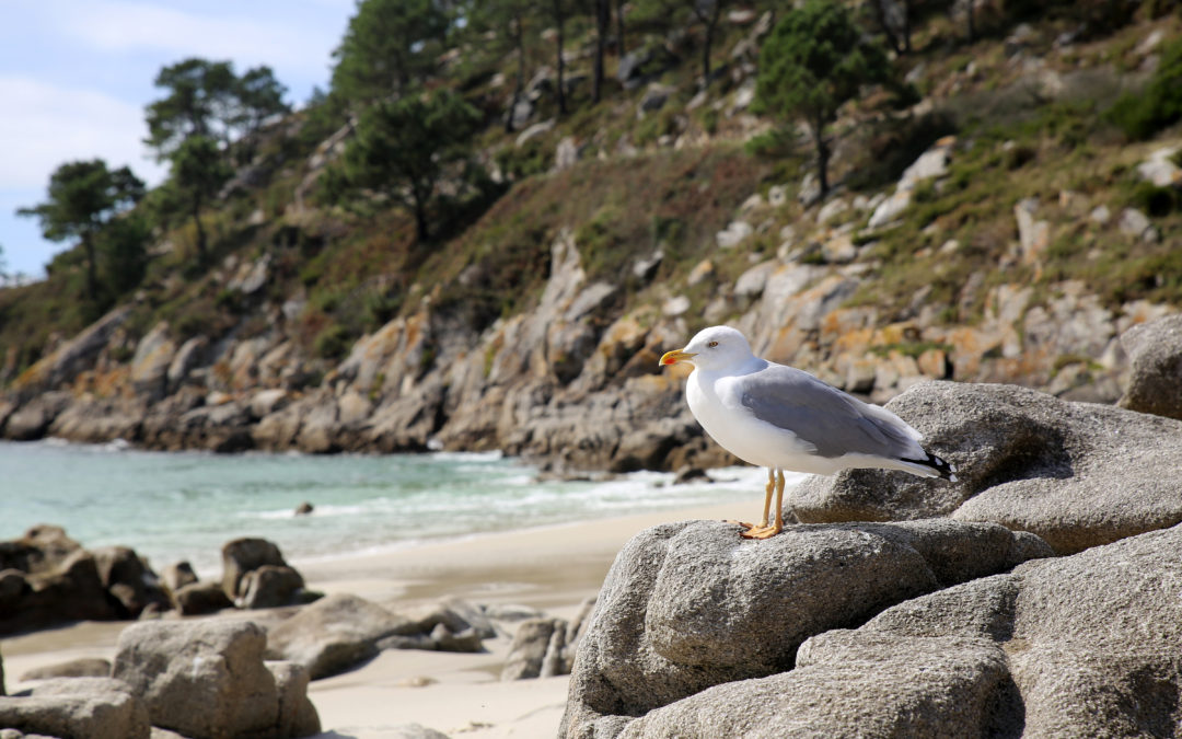 Gaviotas Islas Cíes: todo sobre las protagonistas del archipiélago