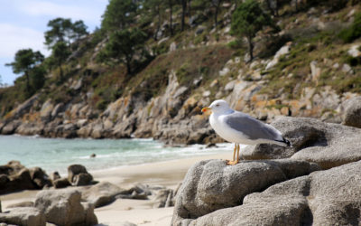 Gaviotas Islas Cíes: todo sobre las protagonistas del archipiélago
