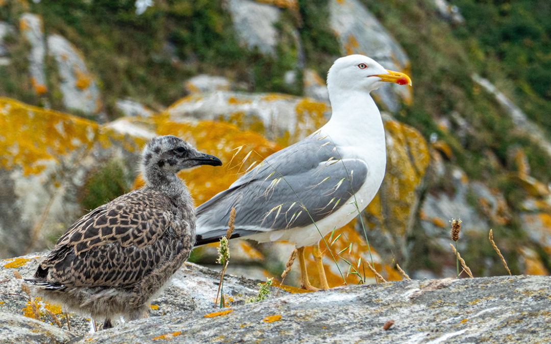 Aves en las Islas Cíes